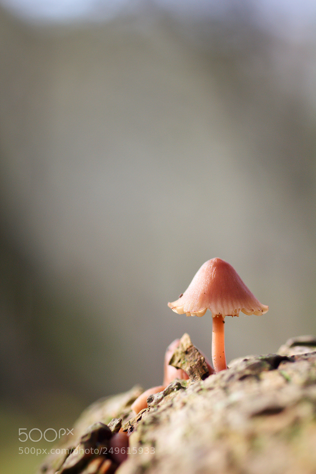 Canon EOS 60D sample photo. Mushroom photography