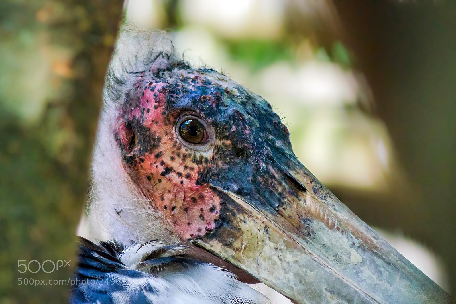 Nikon D7000 sample photo. Marabou stork photography