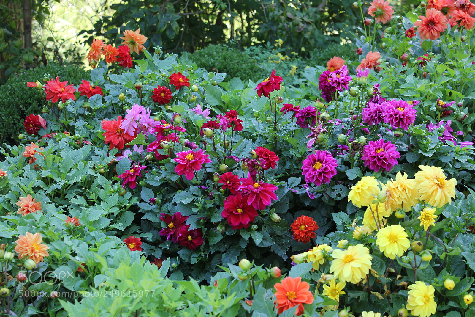 Canon EOS 550D (EOS Rebel T2i / EOS Kiss X4) sample photo. Edward's gardens, toronto, ontario photography