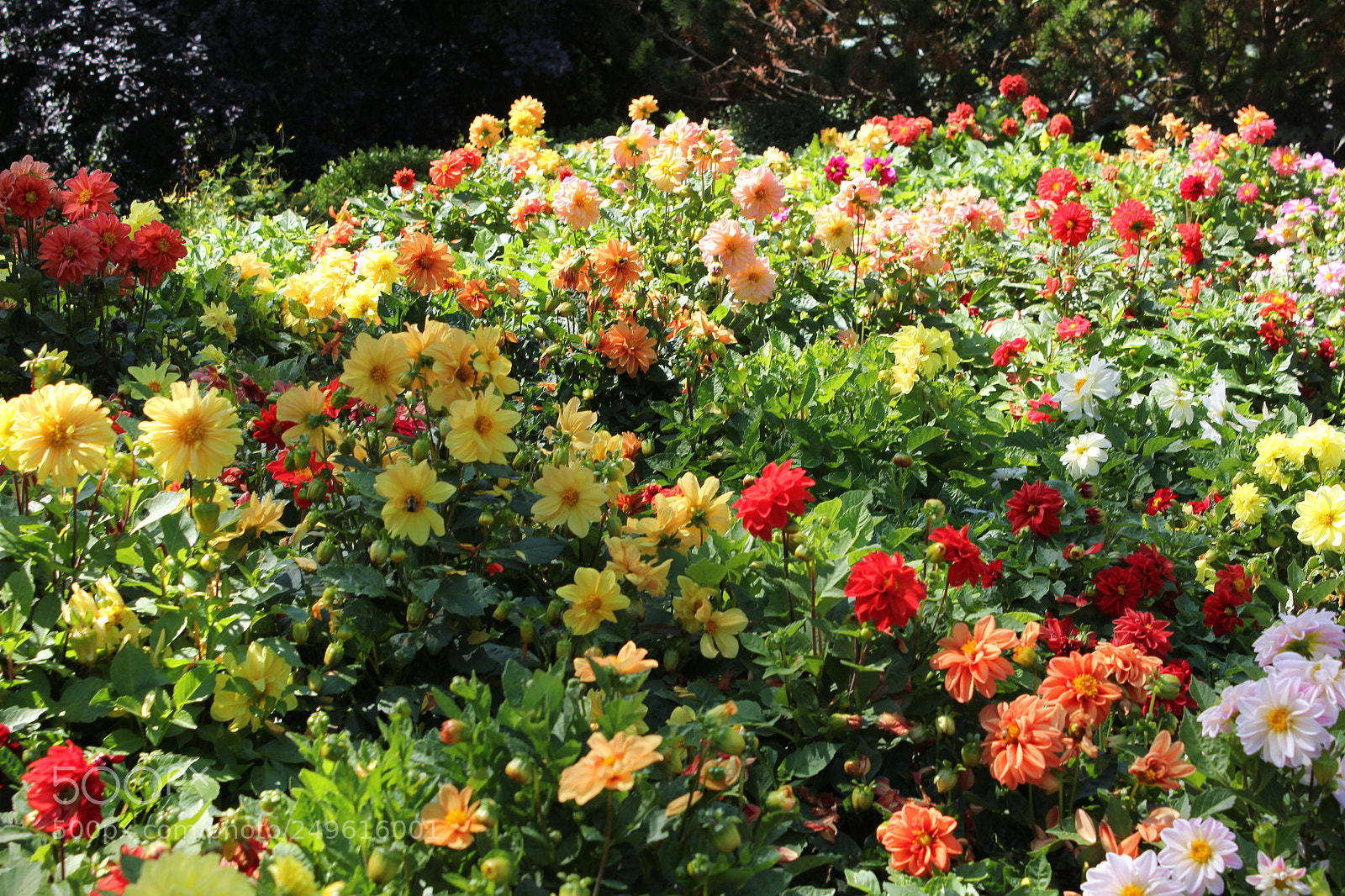 Canon EOS 550D (EOS Rebel T2i / EOS Kiss X4) sample photo. Edward's gardens, toronto, ontario photography