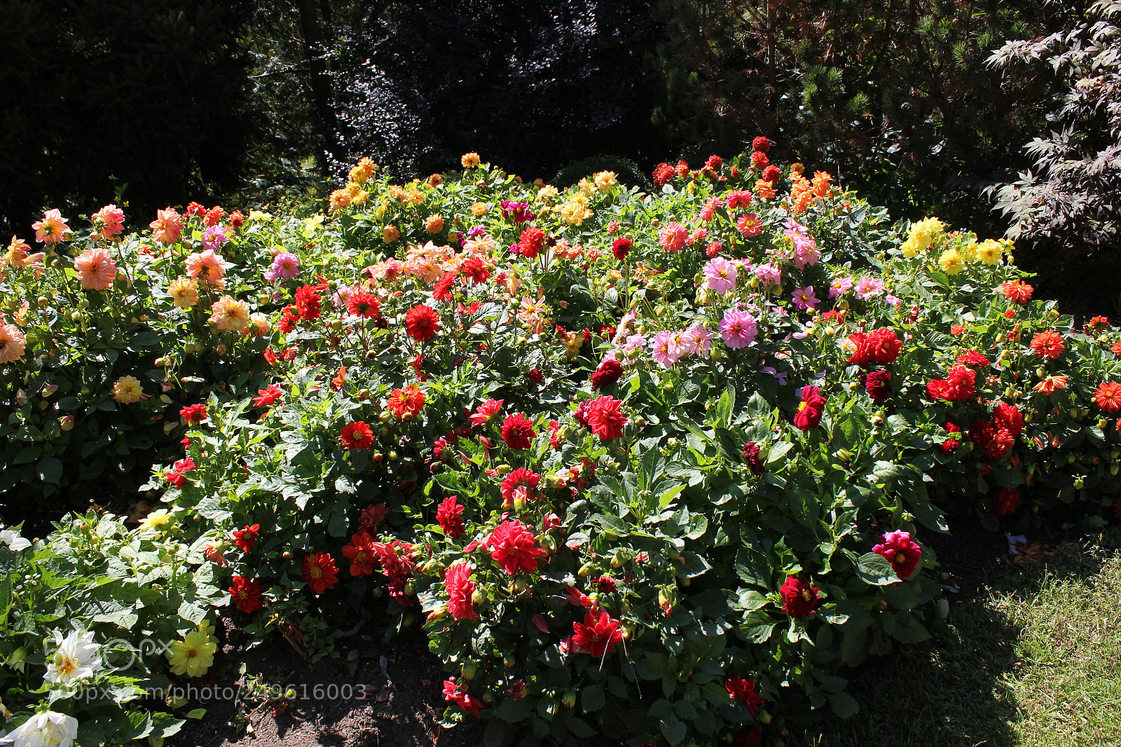 Canon EOS 550D (EOS Rebel T2i / EOS Kiss X4) sample photo. Edward's gardens, toronto, ontario photography