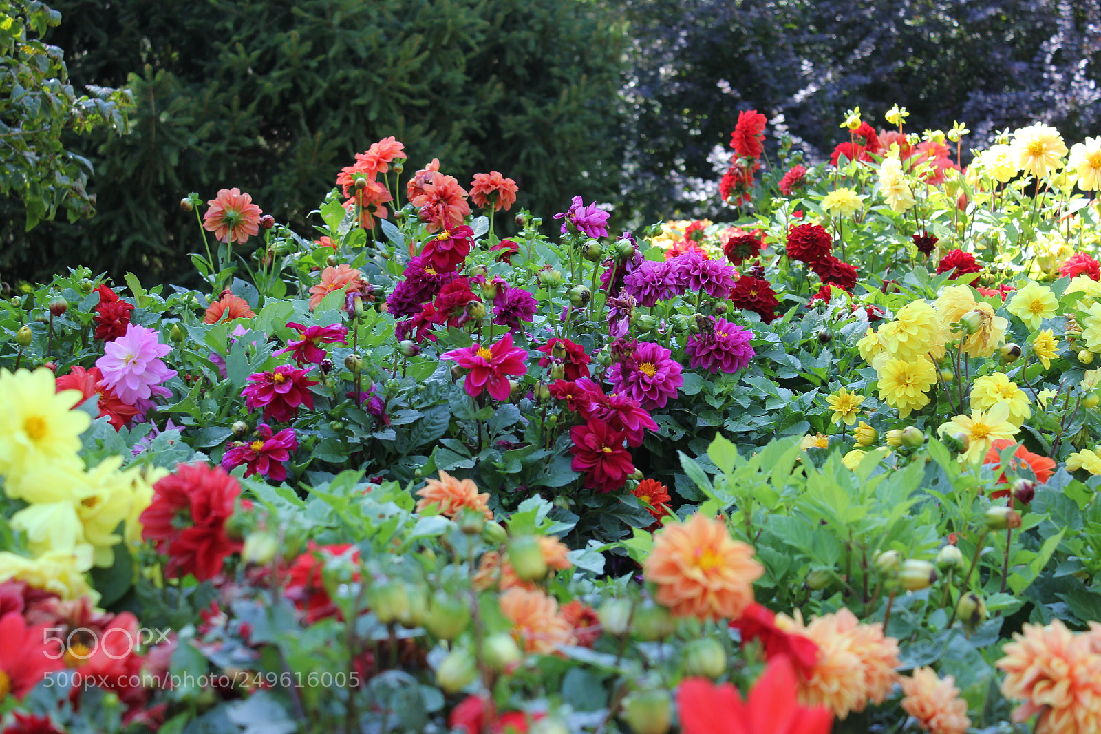 Canon EOS 550D (EOS Rebel T2i / EOS Kiss X4) sample photo. Edward's gardens, toronto, ontario photography