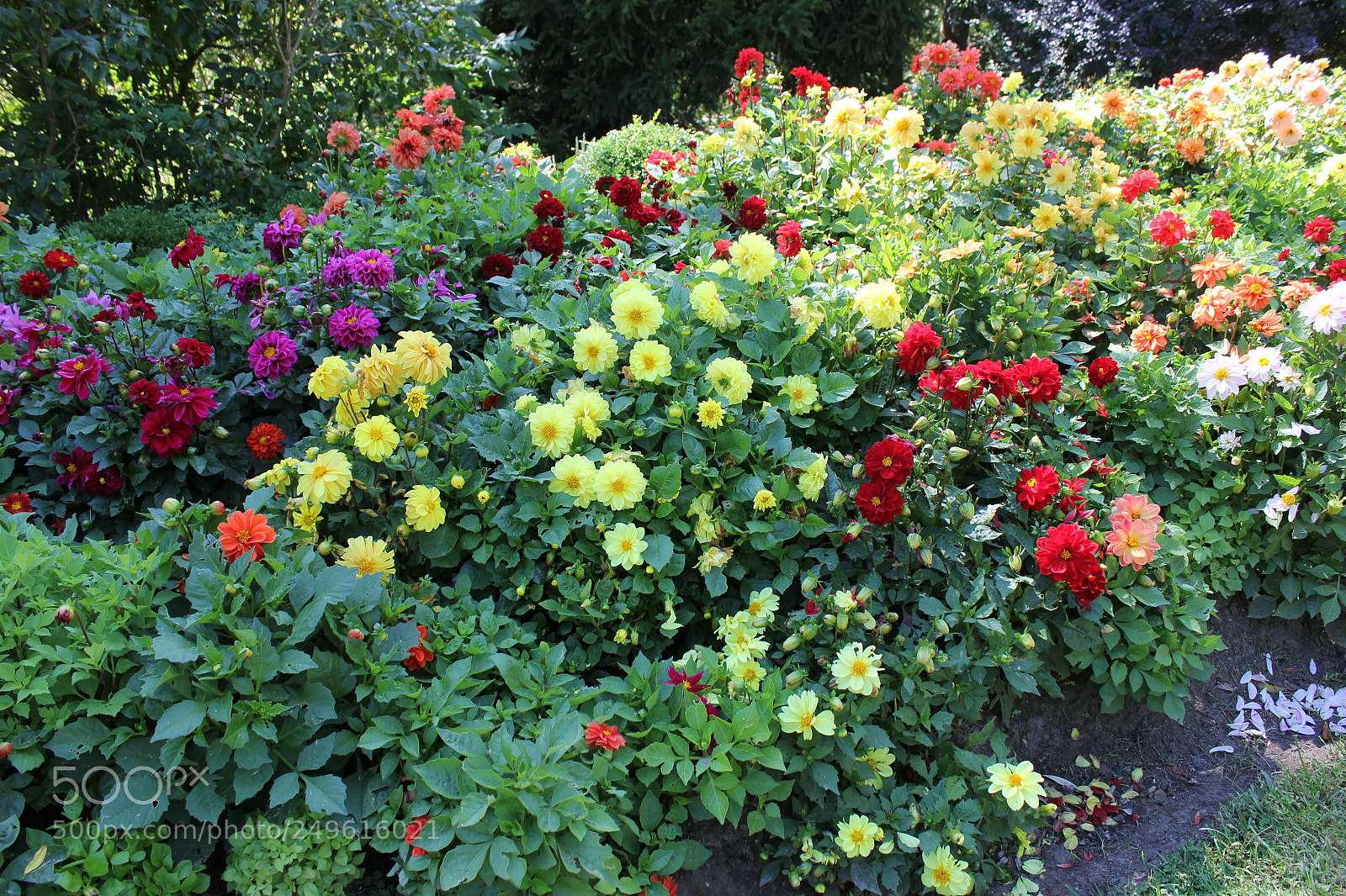 Canon EOS 550D (EOS Rebel T2i / EOS Kiss X4) sample photo. Edward's gardens, toronto, ontario photography