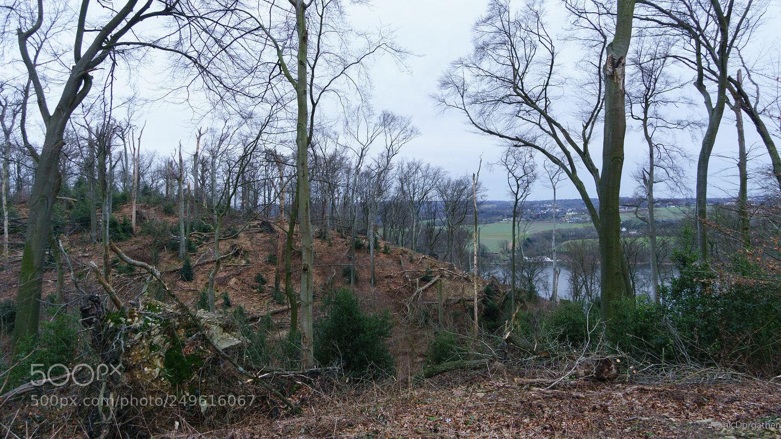 Sony a6000 sample photo. The woods photography