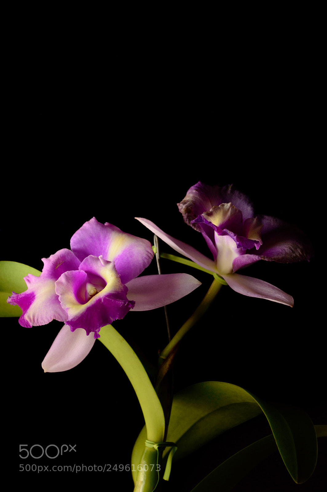 Nikon D3200 sample photo. Cattleya photography