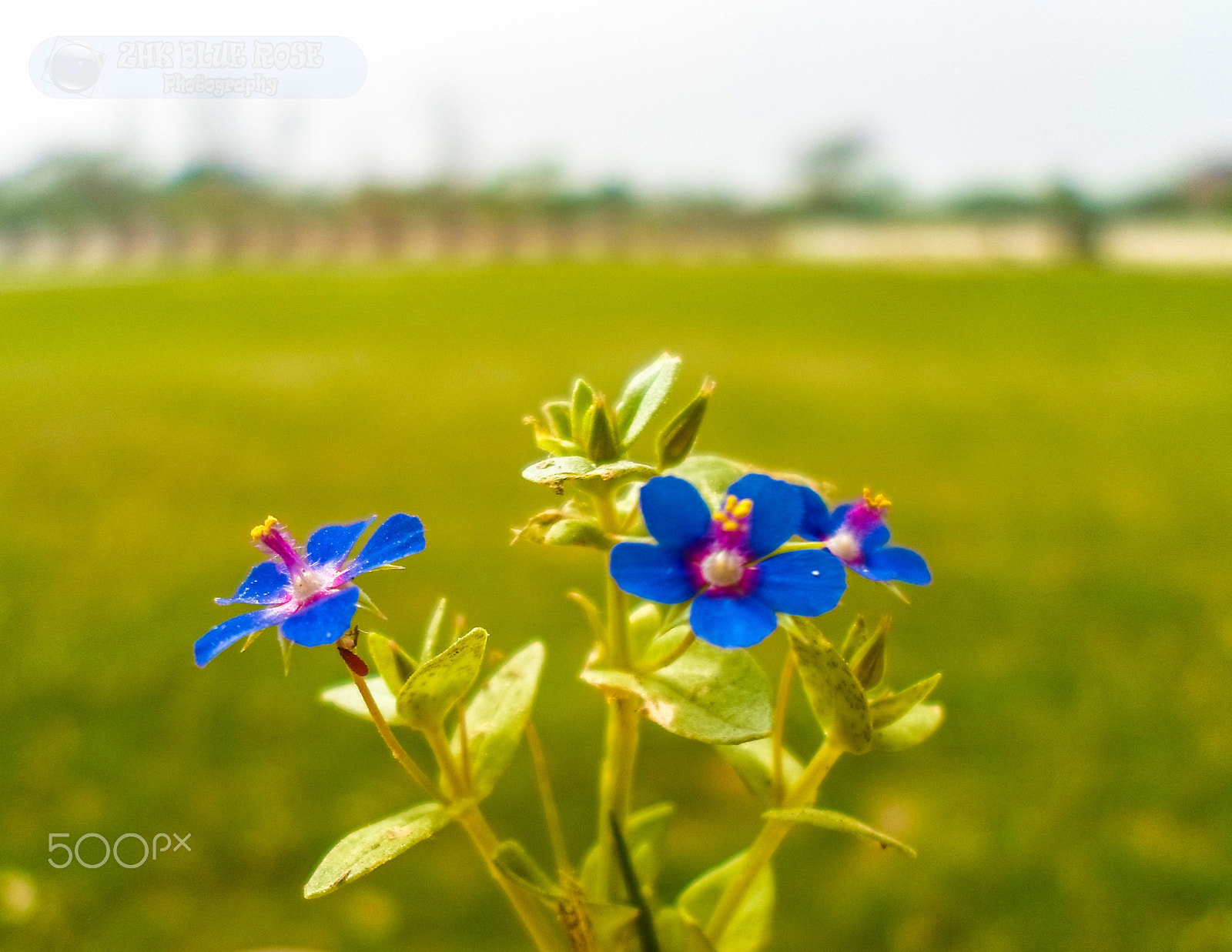 Samsung ST66 / ST68 sample photo. Anagallis photography