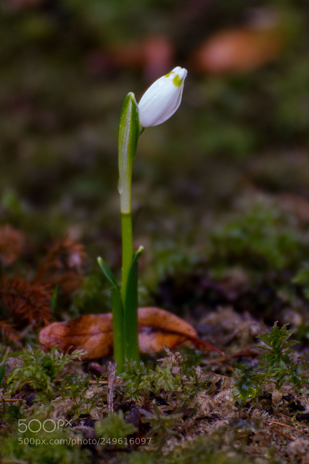 Nikon D7200 sample photo. Untitled photography