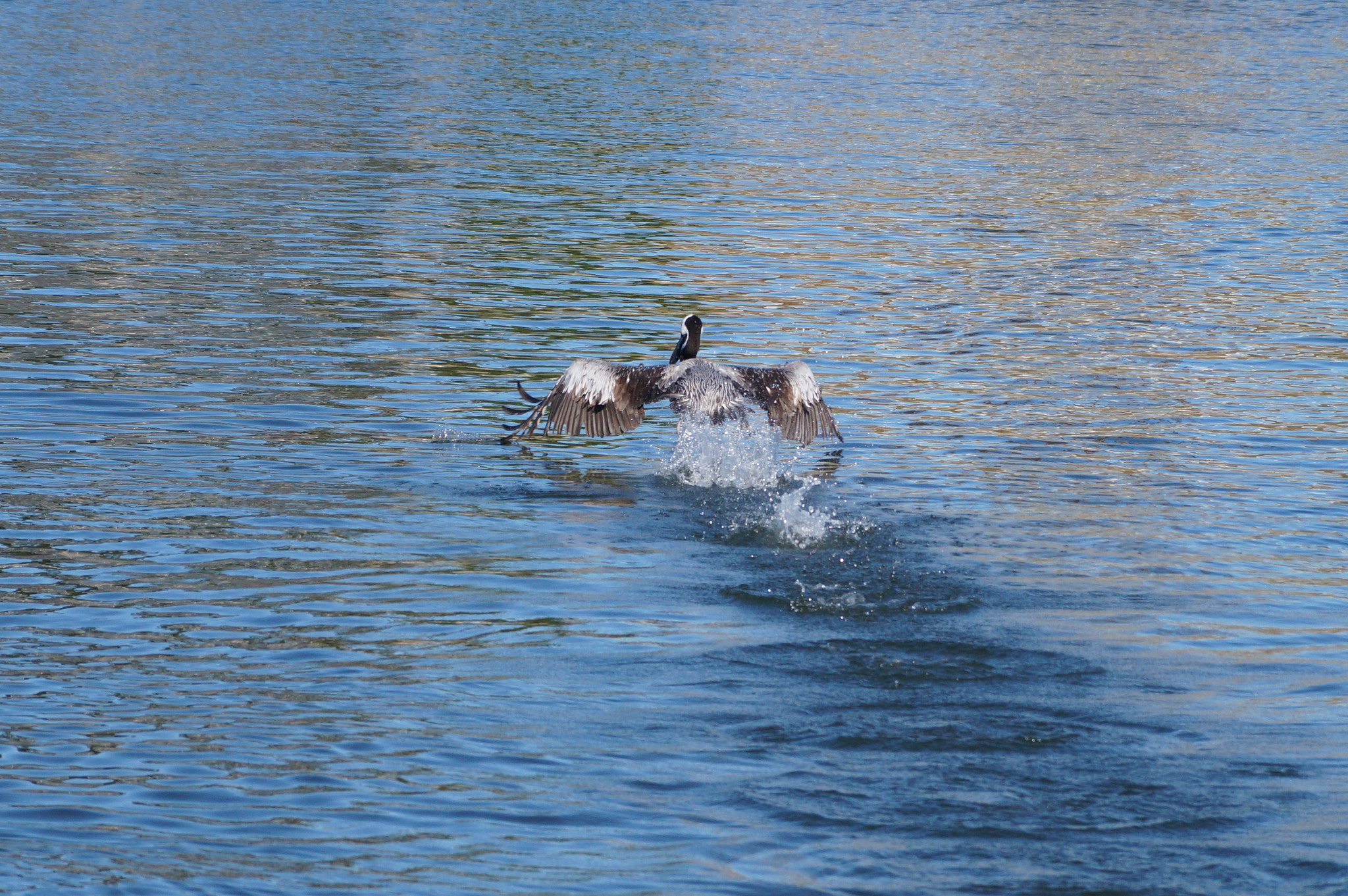 Sony DT 55-200mm F4-5.6 SAM sample photo. Dsc photography