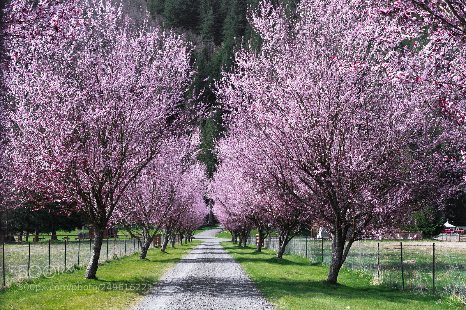 Nikon D7500 sample photo. Cherry blossoms photography