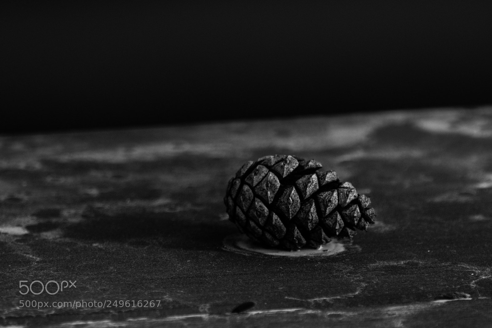Nikon D500 sample photo. Pine cones photography