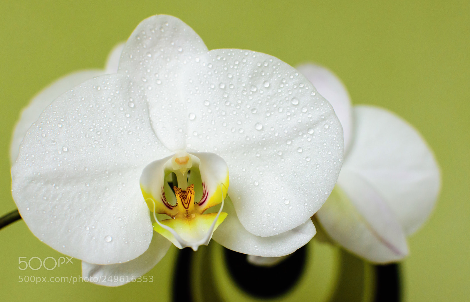 Nikon D7200 sample photo. Orchid photography