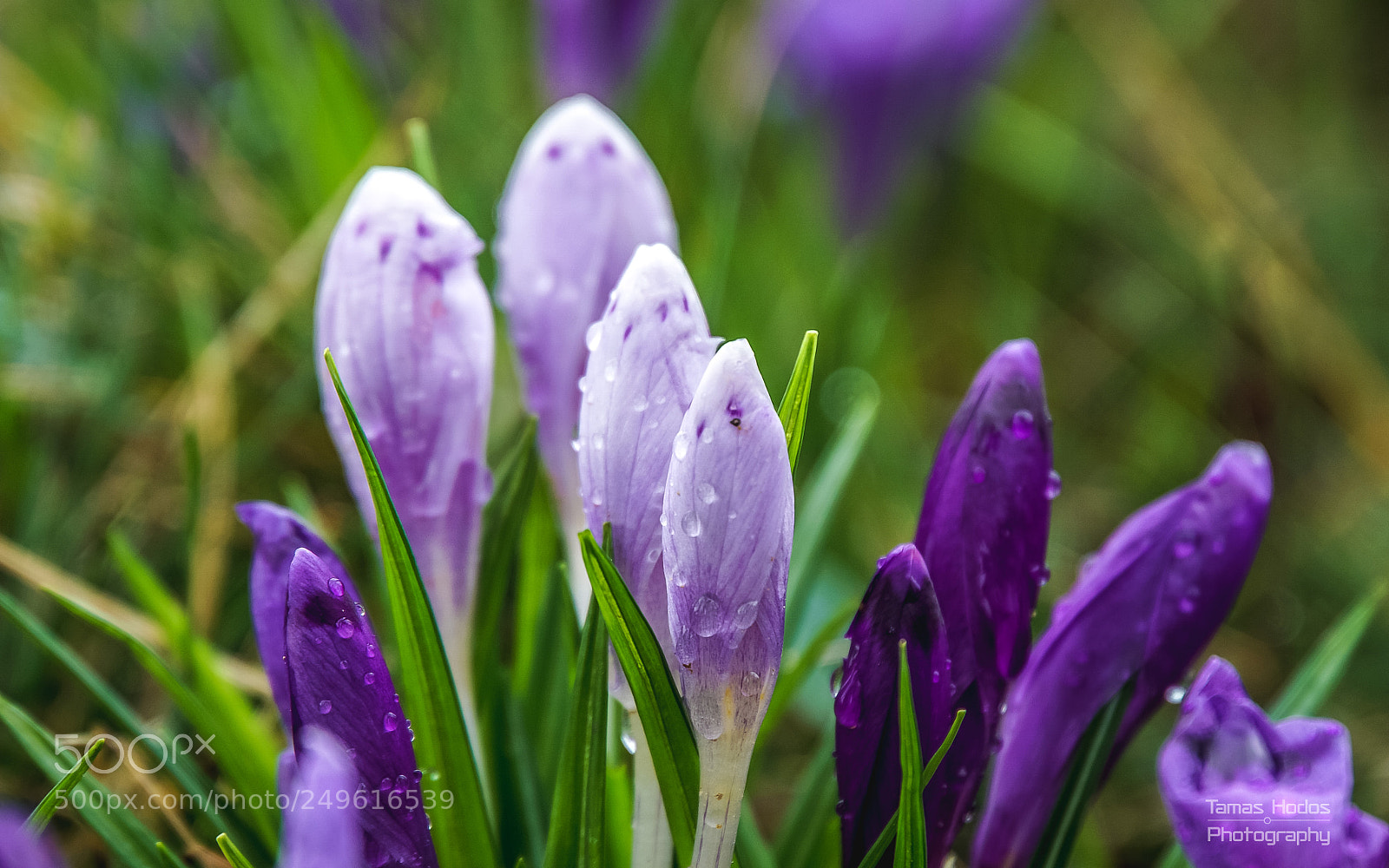 Sony a6000 sample photo. Dsc00910.jpg photography