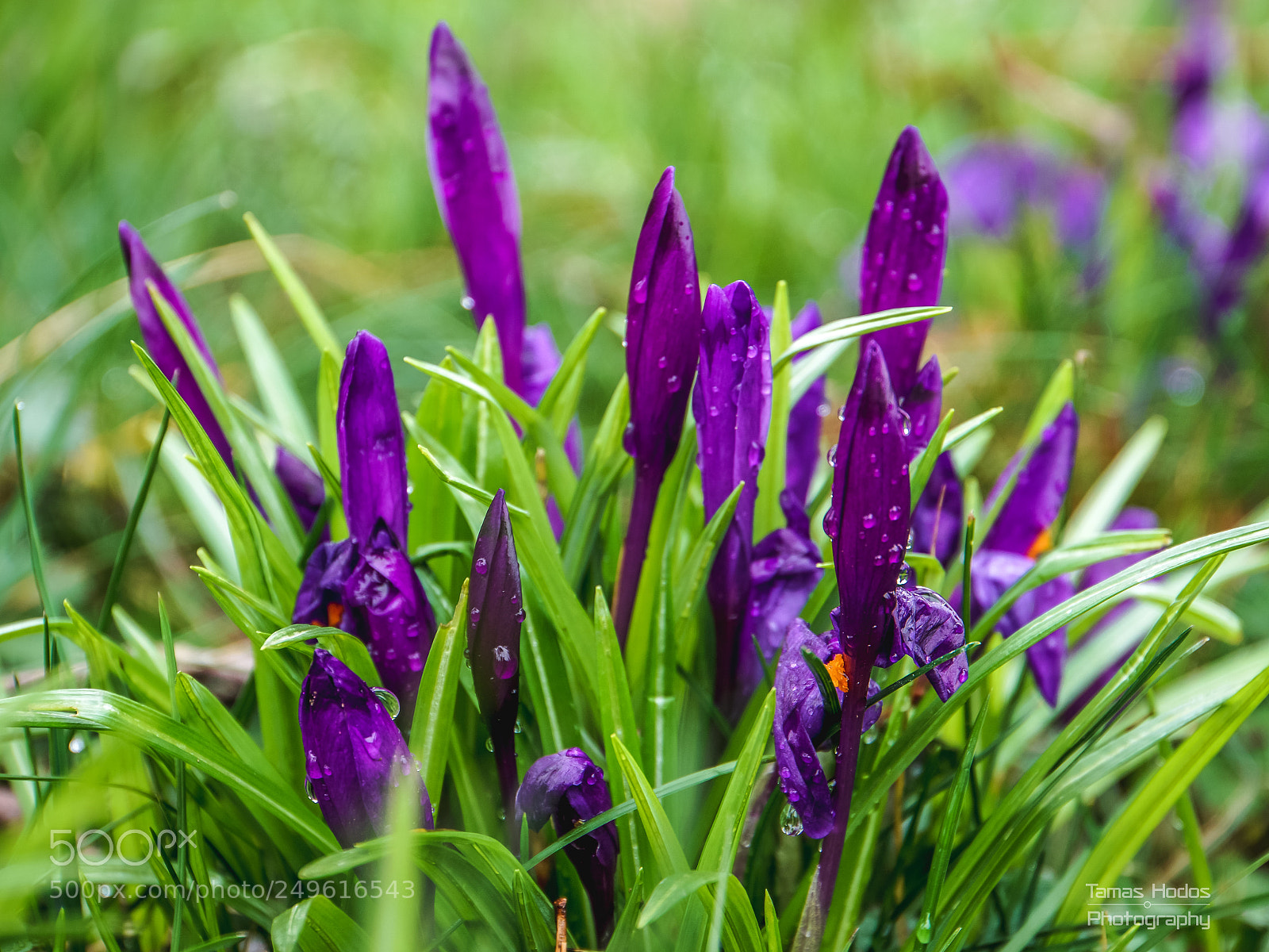Sony a6000 sample photo. Dsc00911.jpg photography