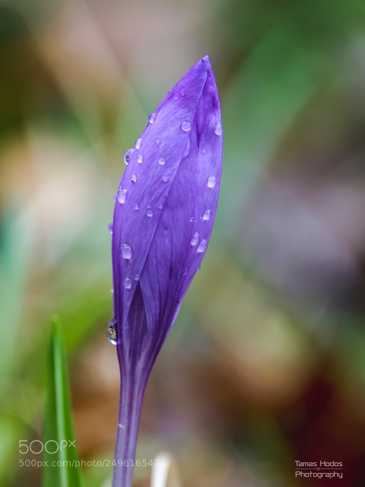 Sony a6000 sample photo. Dsc00915.jpg photography