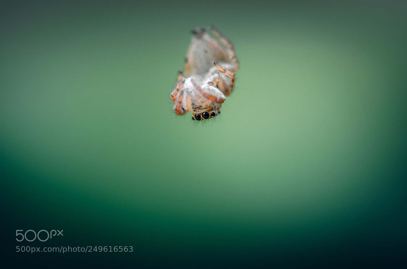 Nikon D7000 sample photo. Spider photography