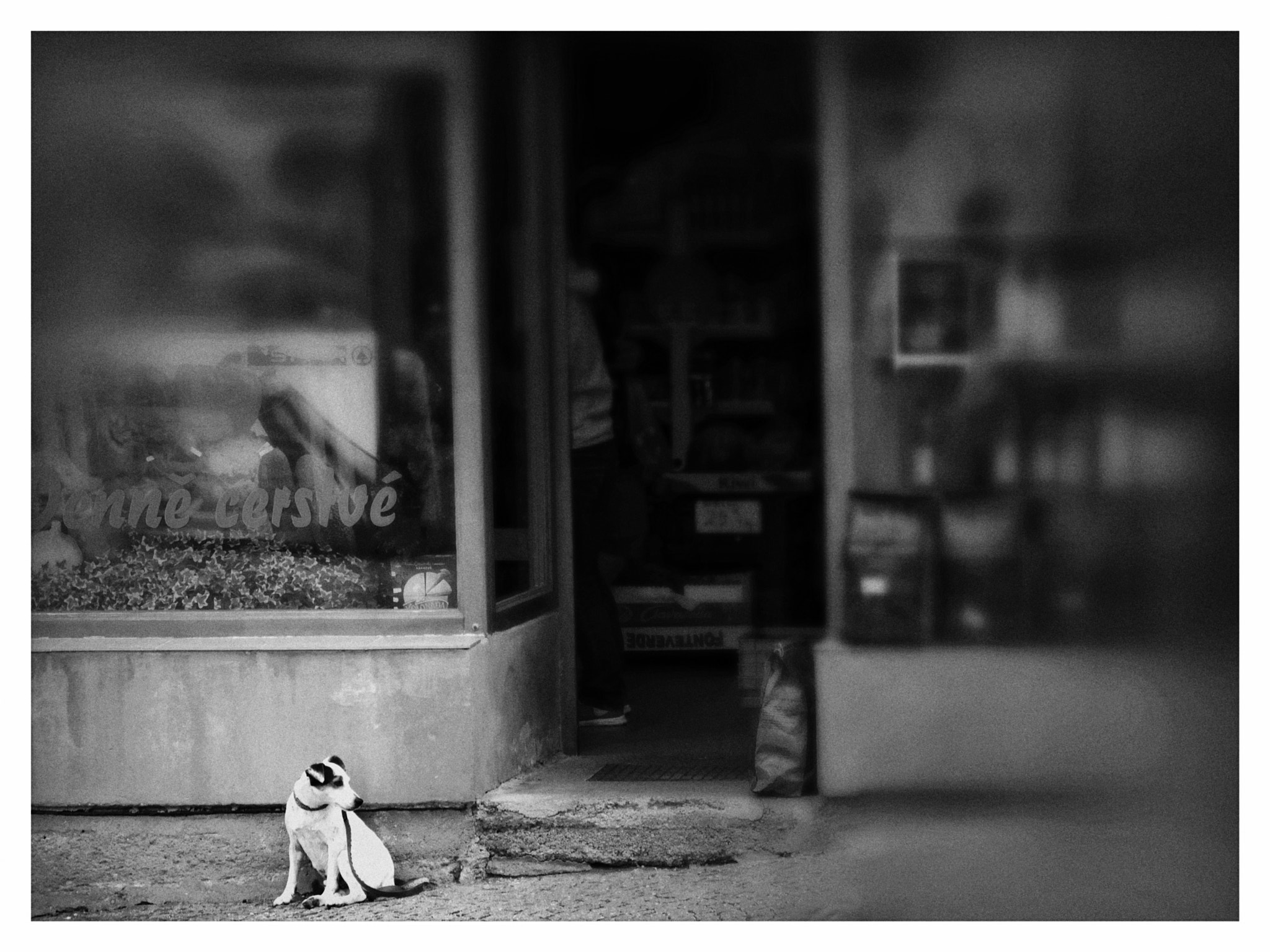 Panasonic Lumix DMC-GF6 sample photo. Dog patience photography