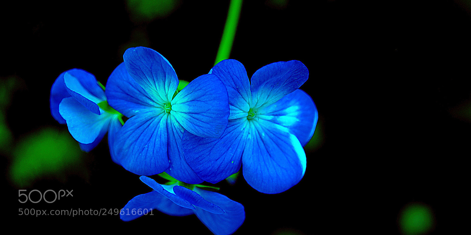 Nikon D300 sample photo. Flowers photography