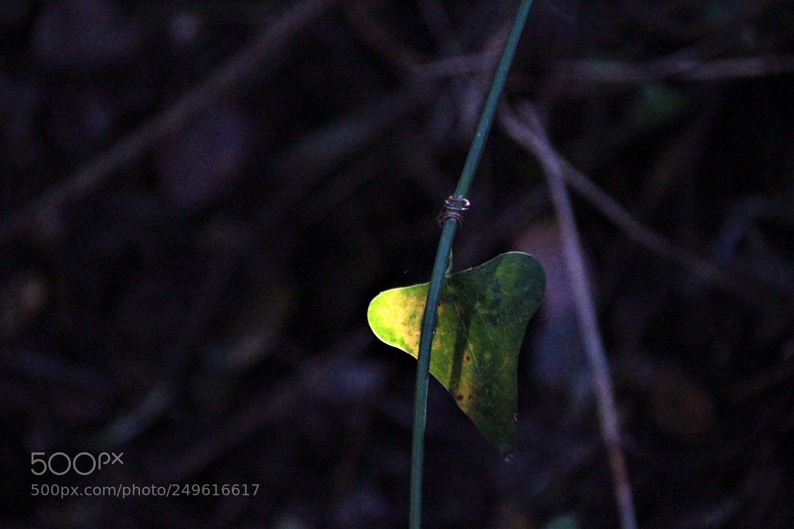 Canon EOS 700D (EOS Rebel T5i / EOS Kiss X7i) sample photo. Yellow green leaf photography