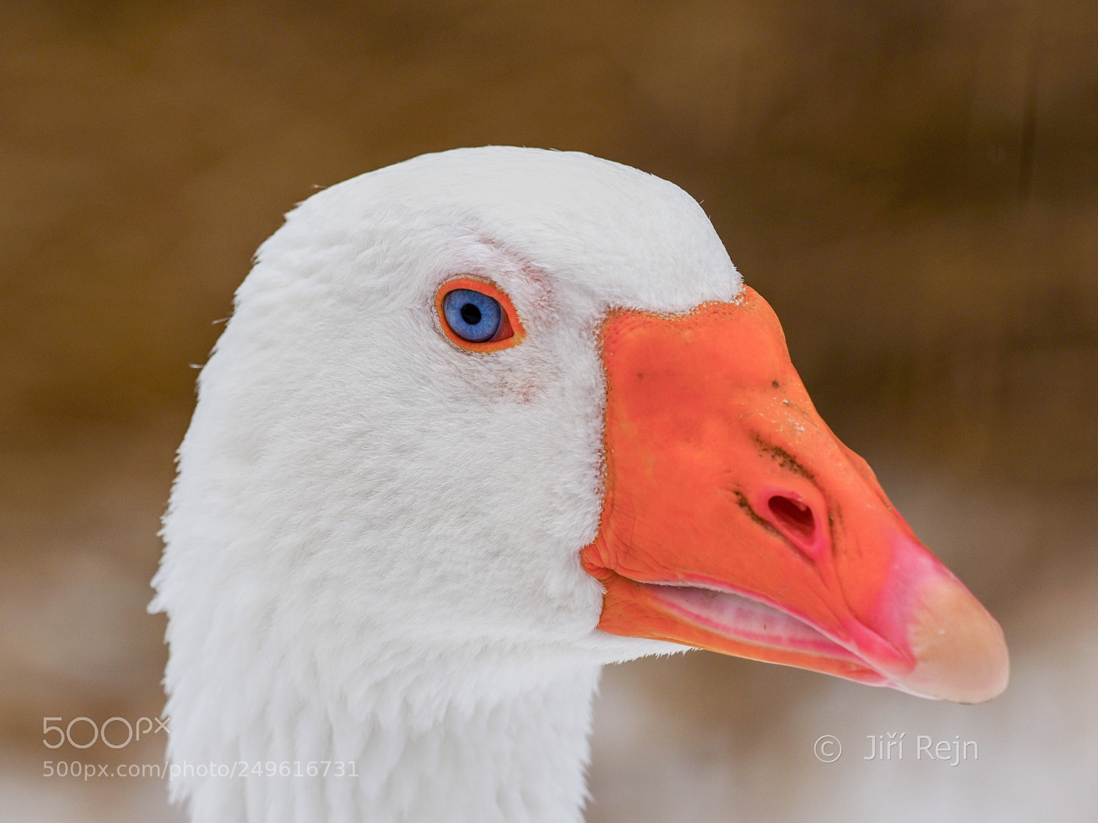 Olympus OM-D E-M1 Mark II sample photo. Goose princess, blue eyeliner photography