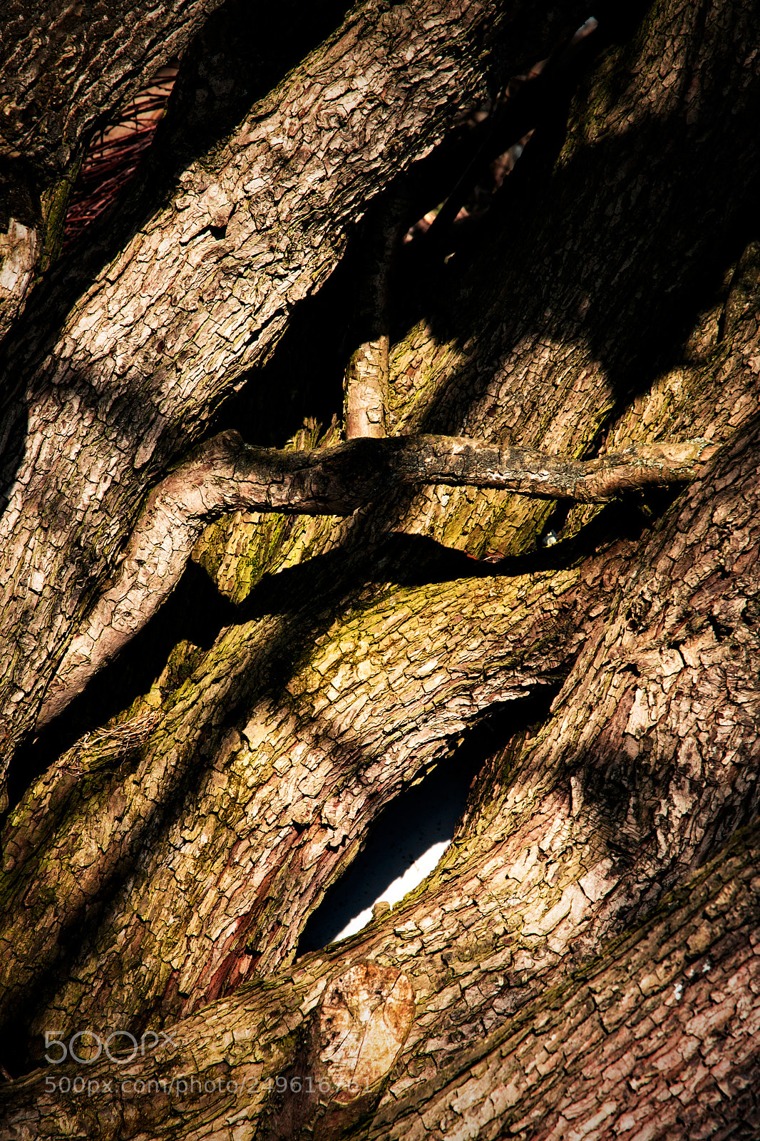 Nikon D5500 sample photo. Abstract detail of branches photography