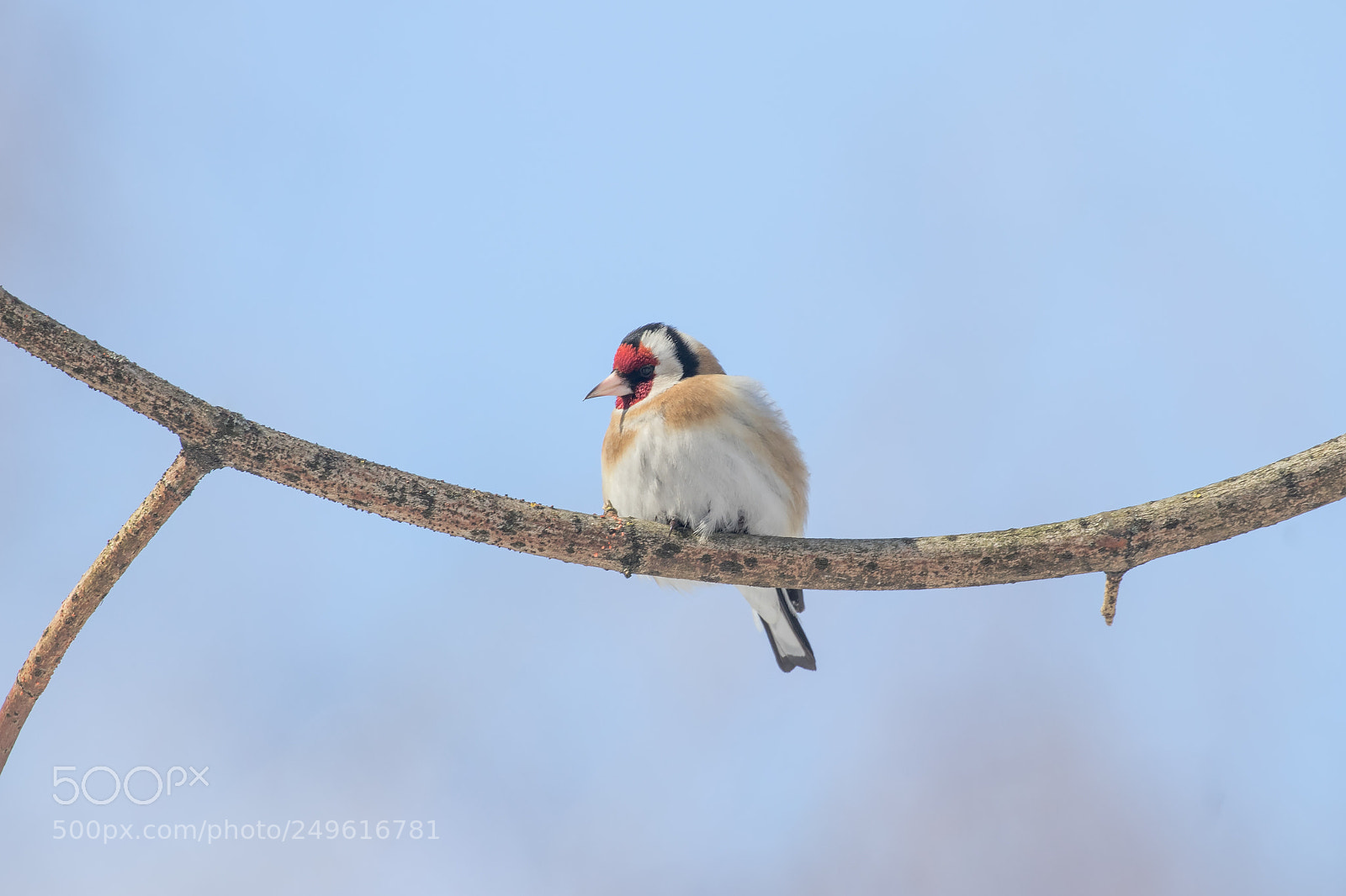 Canon EOS 80D sample photo. European goldfinch photography