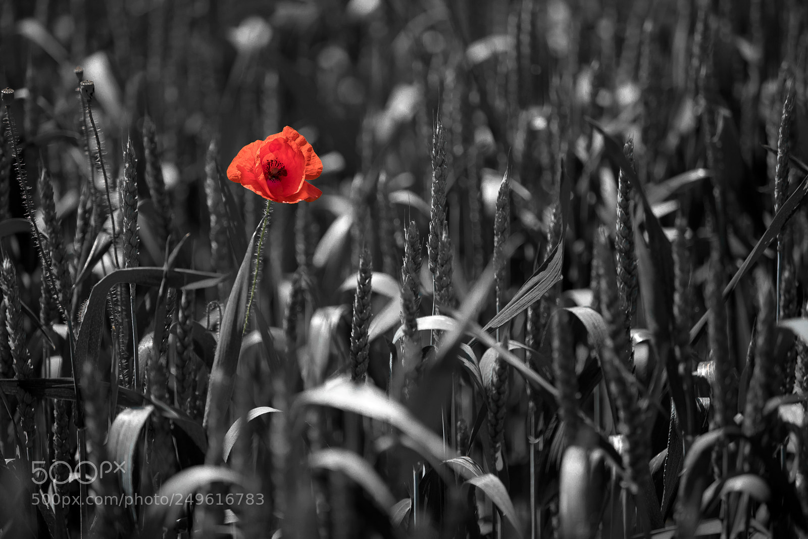Canon EOS 5D Mark IV sample photo. Red spot photography