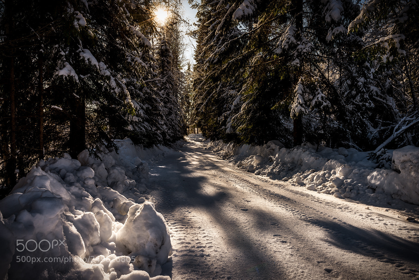 Nikon D810 sample photo. Mirkwood entrance photography