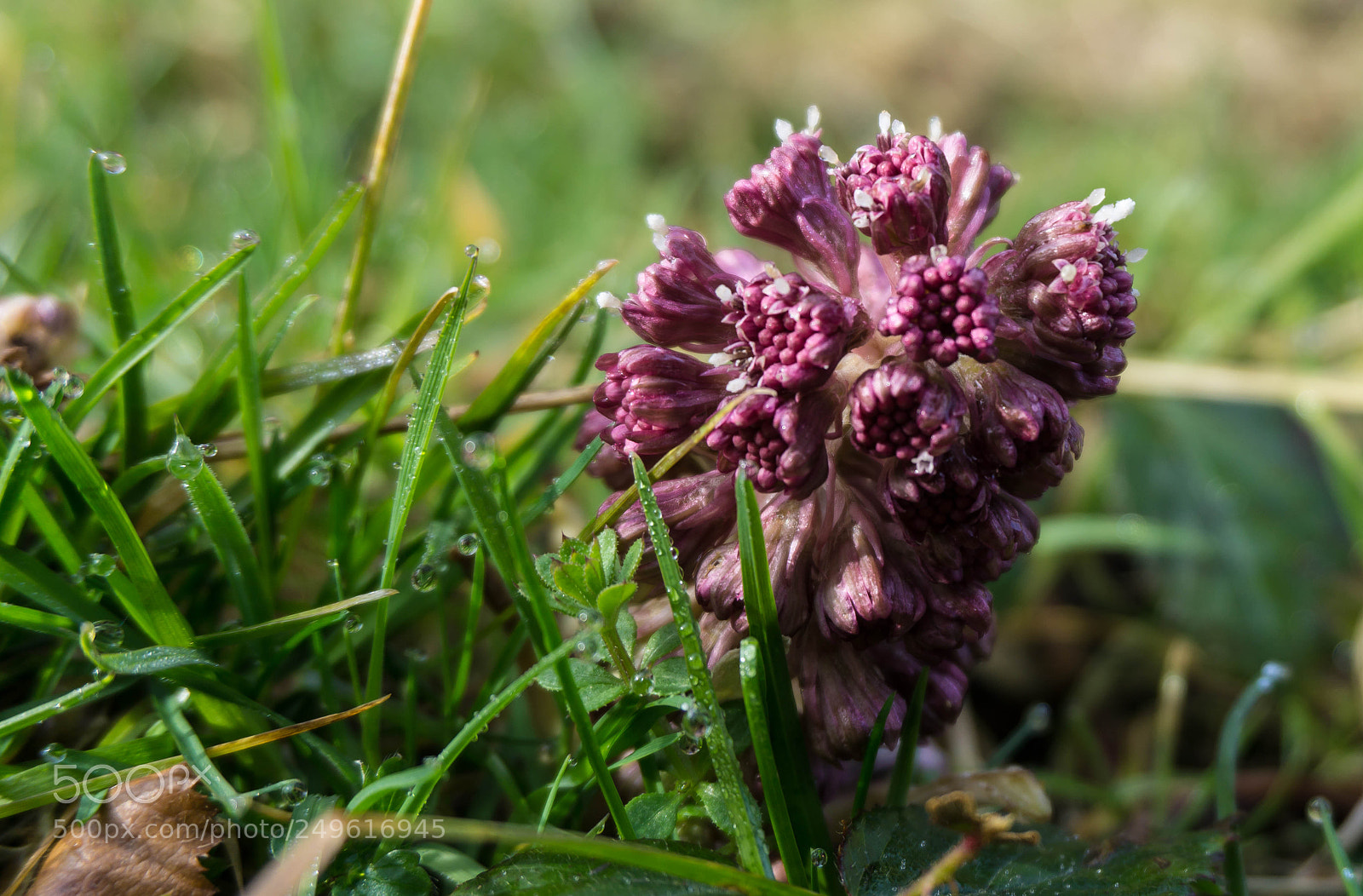Sony a6000 sample photo. Spring feelings photography