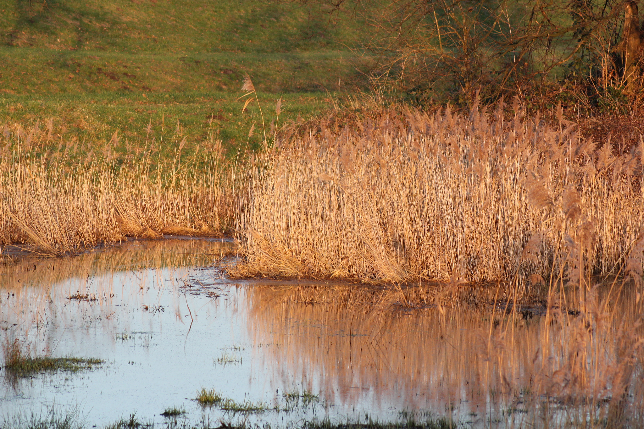 Canon EOS 550D (EOS Rebel T2i / EOS Kiss X4) sample photo. Swampgrass photography