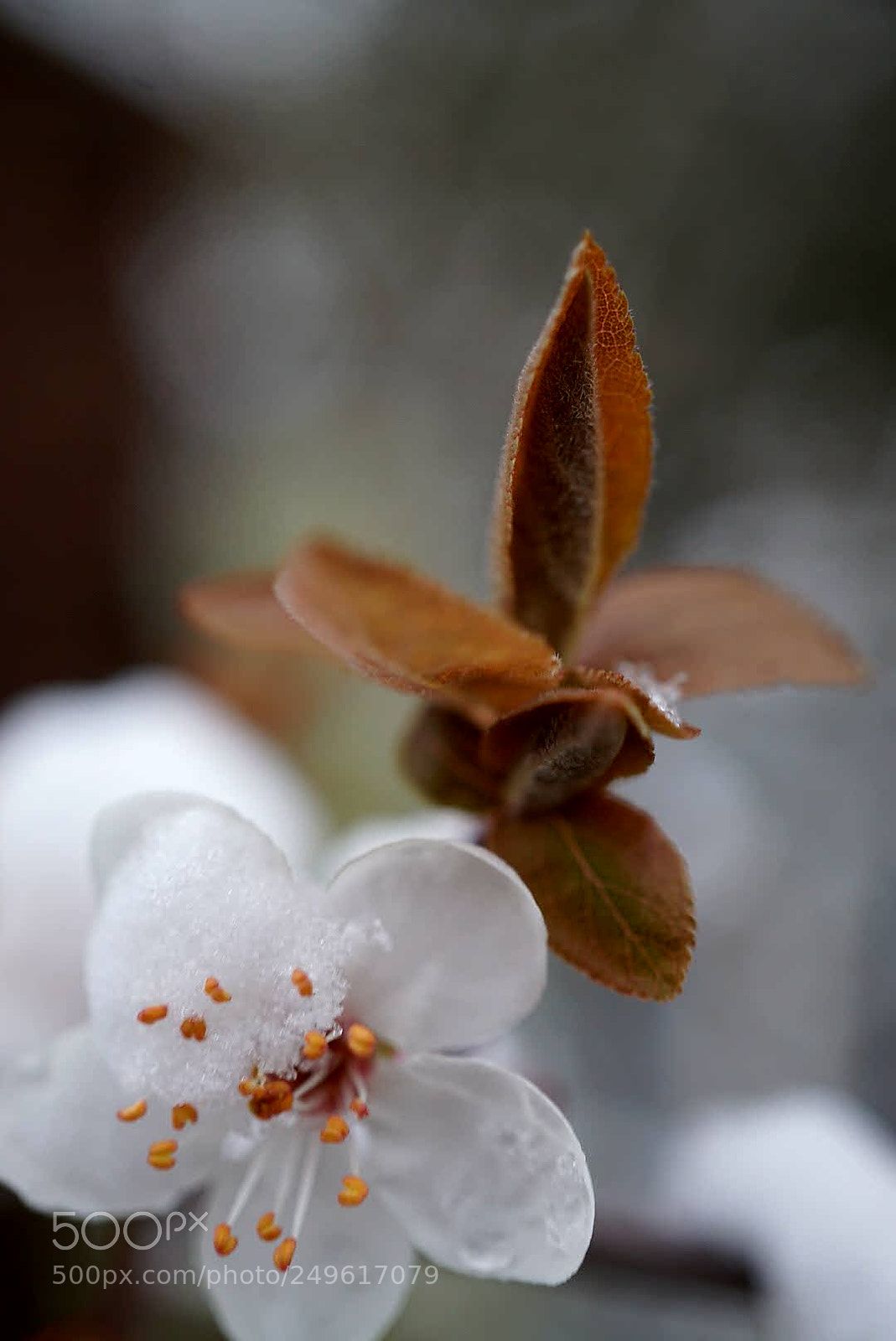 Sony a6000 sample photo. Untitled photography