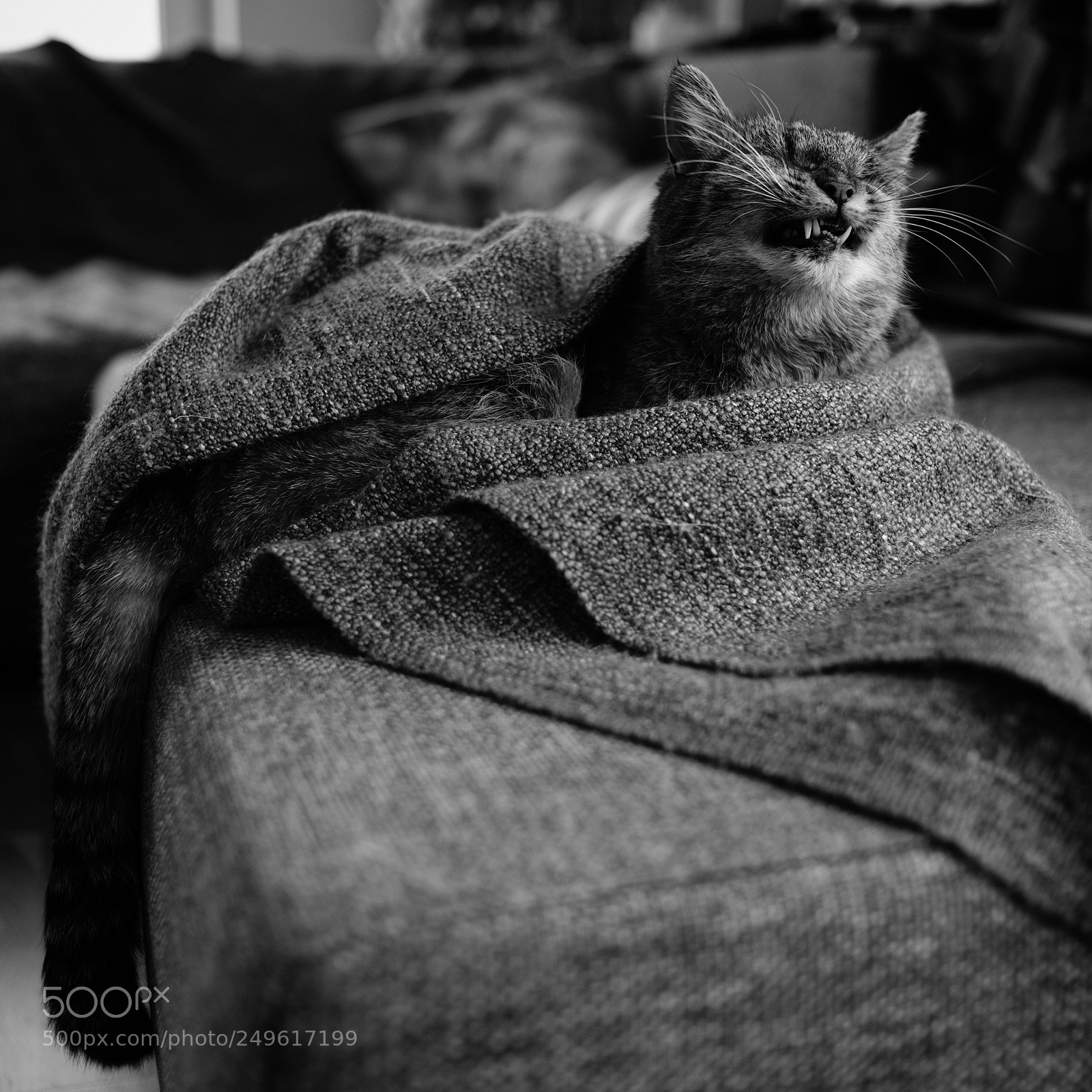 Fujifilm X-T2 sample photo. Caturday morning photography