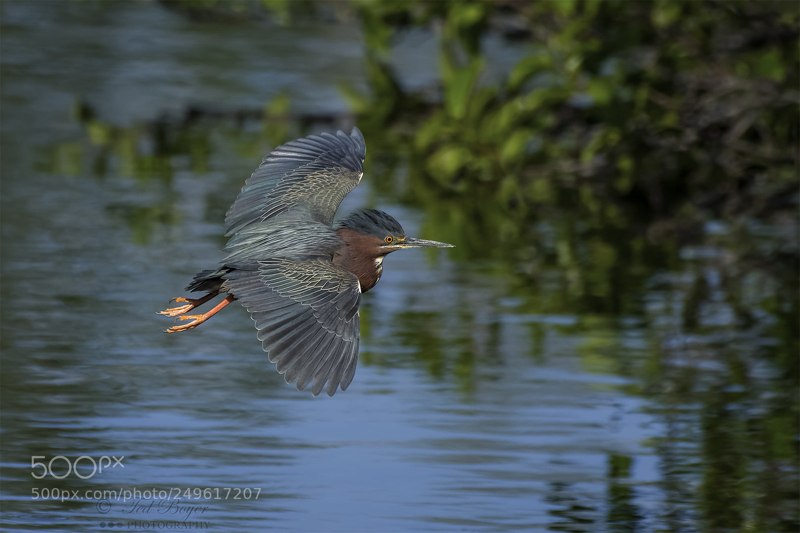 Nikon D500 sample photo. Green heron photography