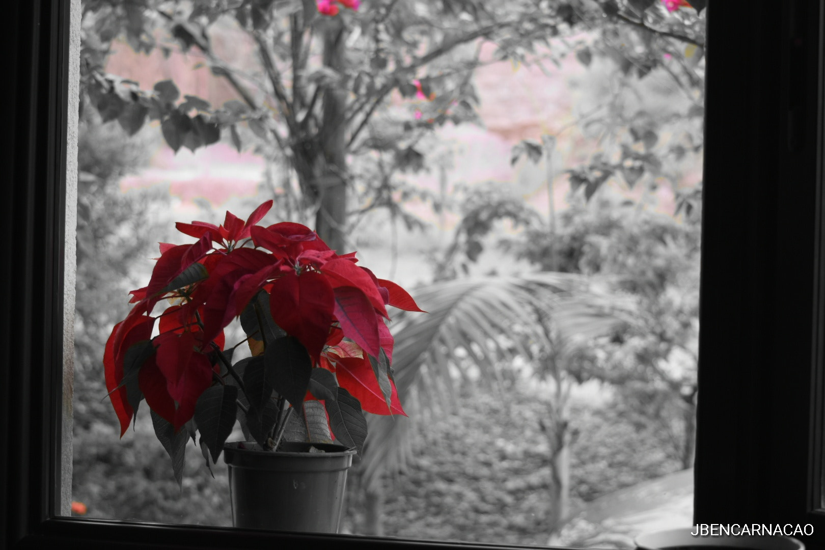 Nikon D5600 sample photo. Flower photography