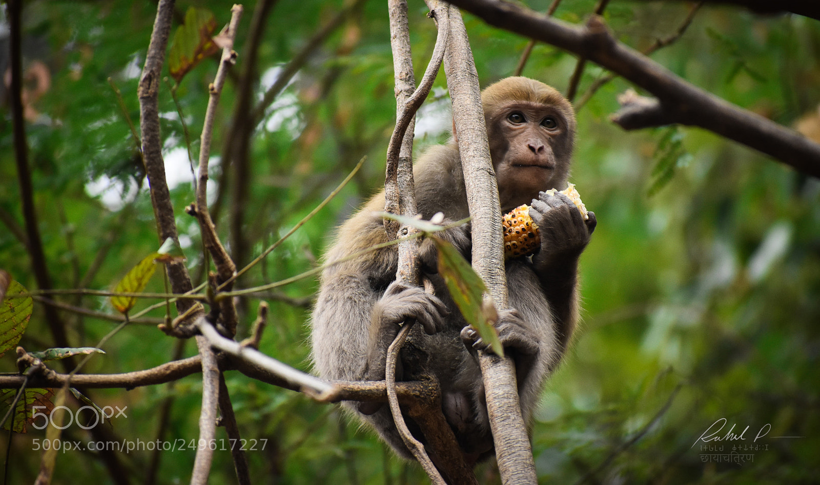 Nikon D3400 sample photo. Survival photography