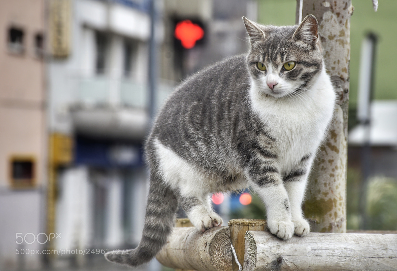 Nikon D7200 sample photo. Cat photography