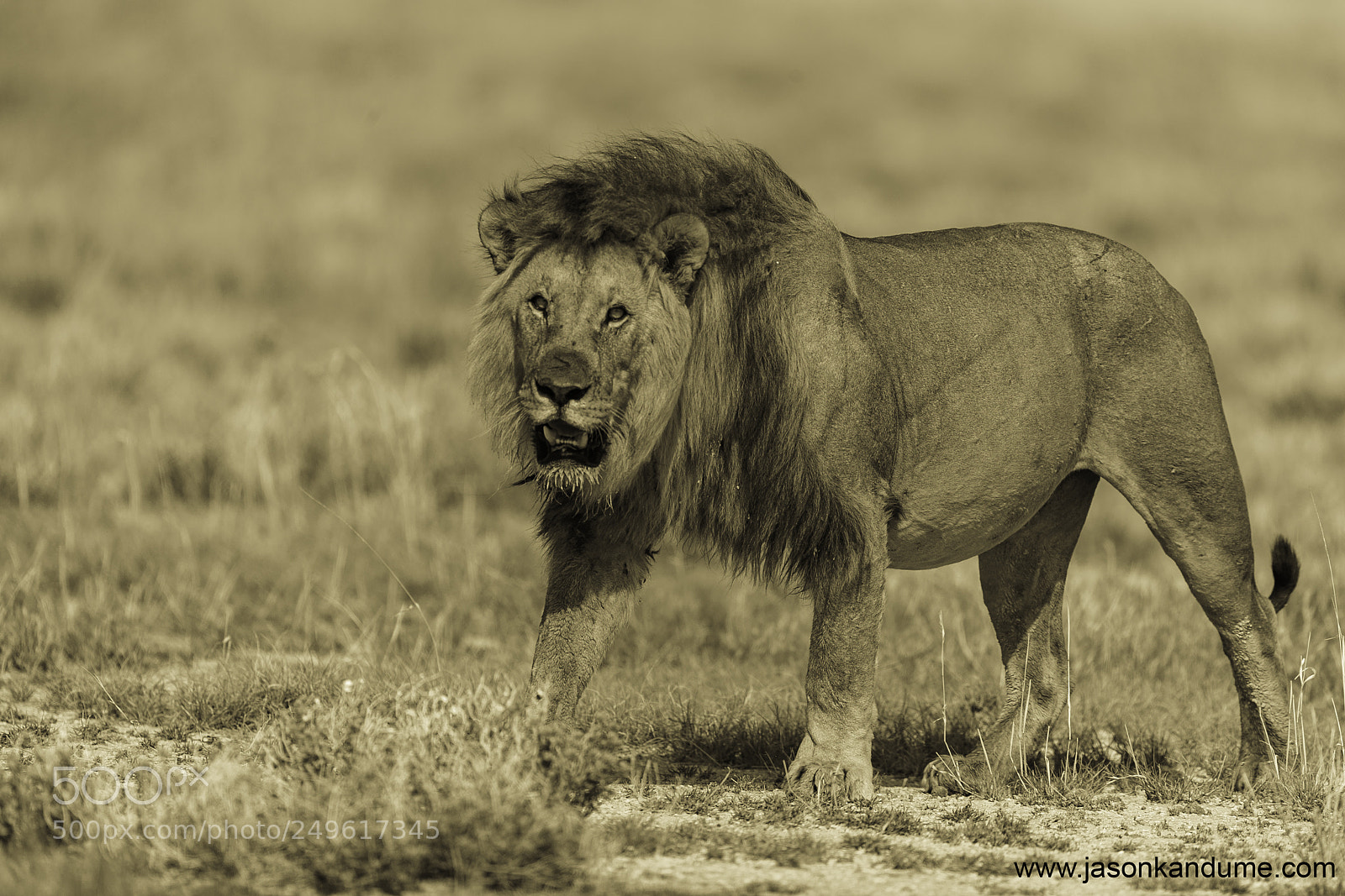 Canon EOS-1D X Mark II sample photo. Lion photography