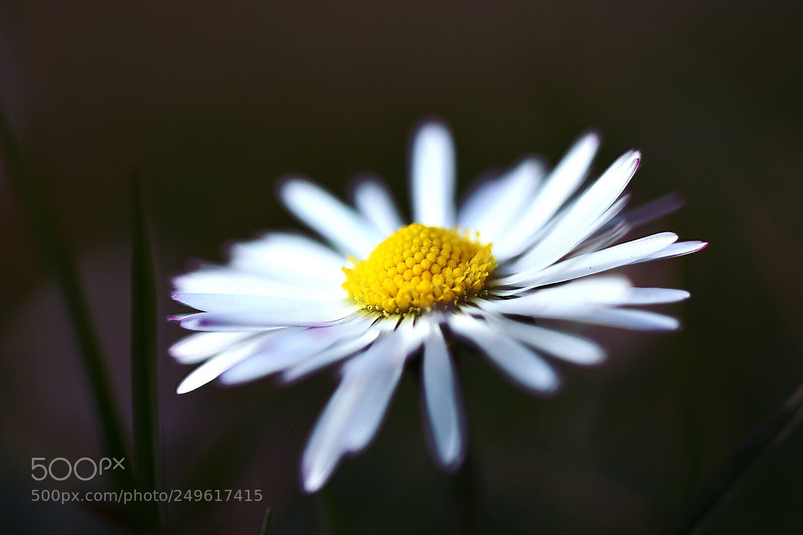 Nikon D5600 sample photo. Moody daisy  photography