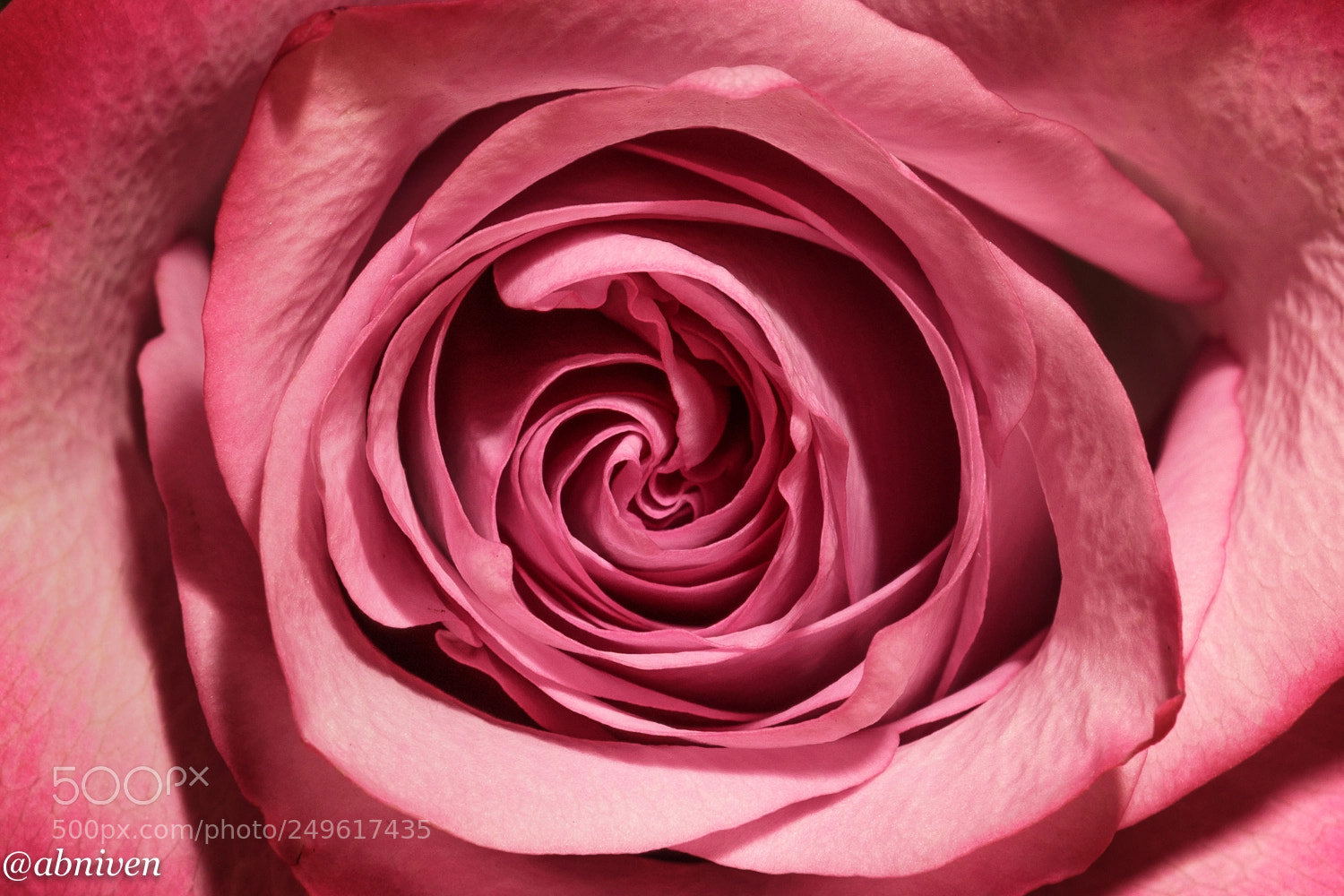 Sony a6300 sample photo. Rose vortex photography