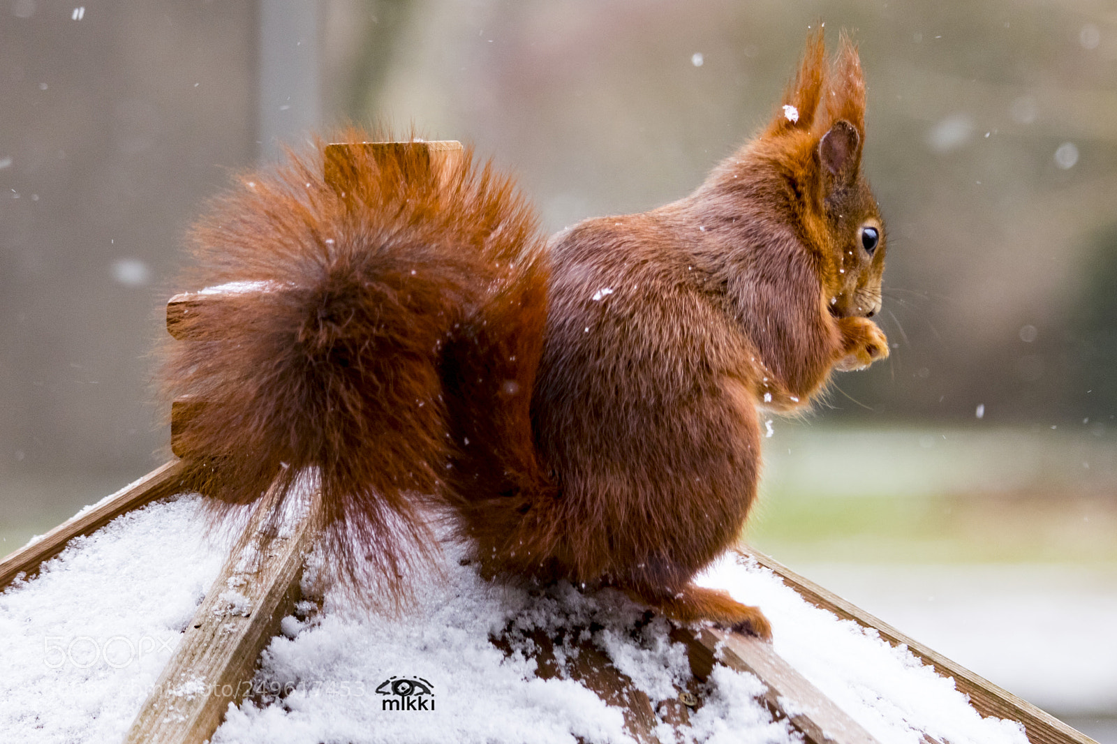 Canon EOS 760D (EOS Rebel T6s / EOS 8000D) sample photo. A taste of snow photography