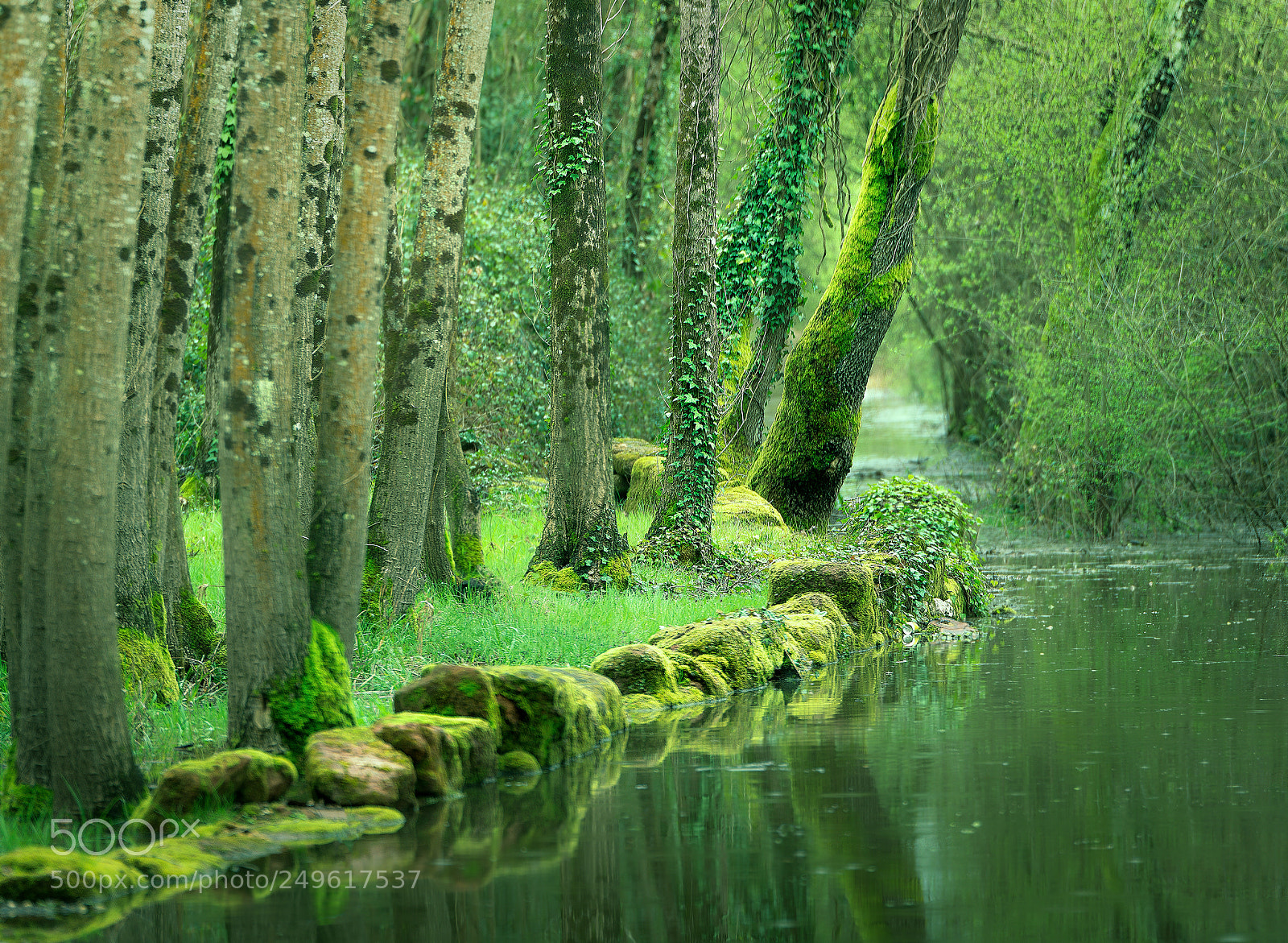 Nikon D610 sample photo. Forest of march photography