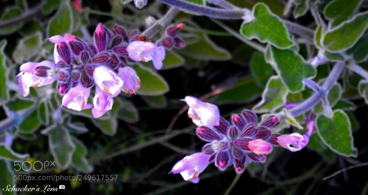 Nikon Coolpix P900 sample photo. أزهار الربيع photography