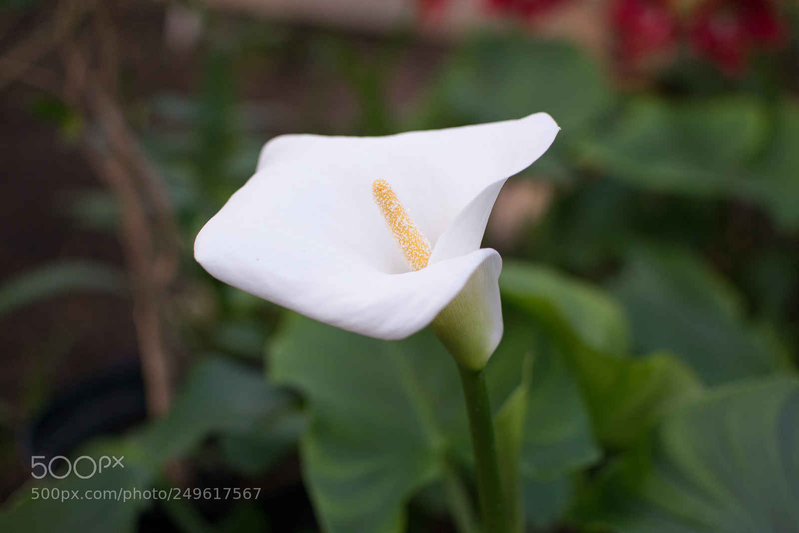 Nikon D3300 sample photo. Dsc photography