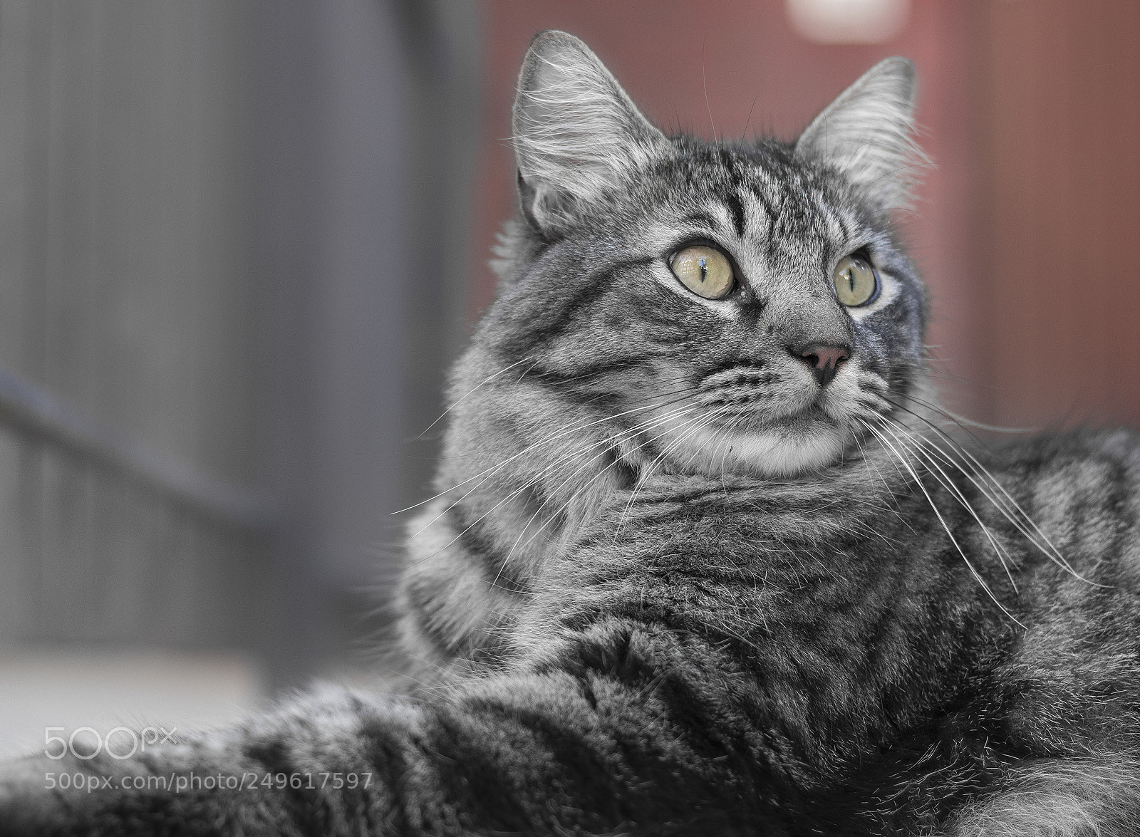 Canon EOS 77D (EOS 9000D / EOS 770D) sample photo. Hairy cat photography