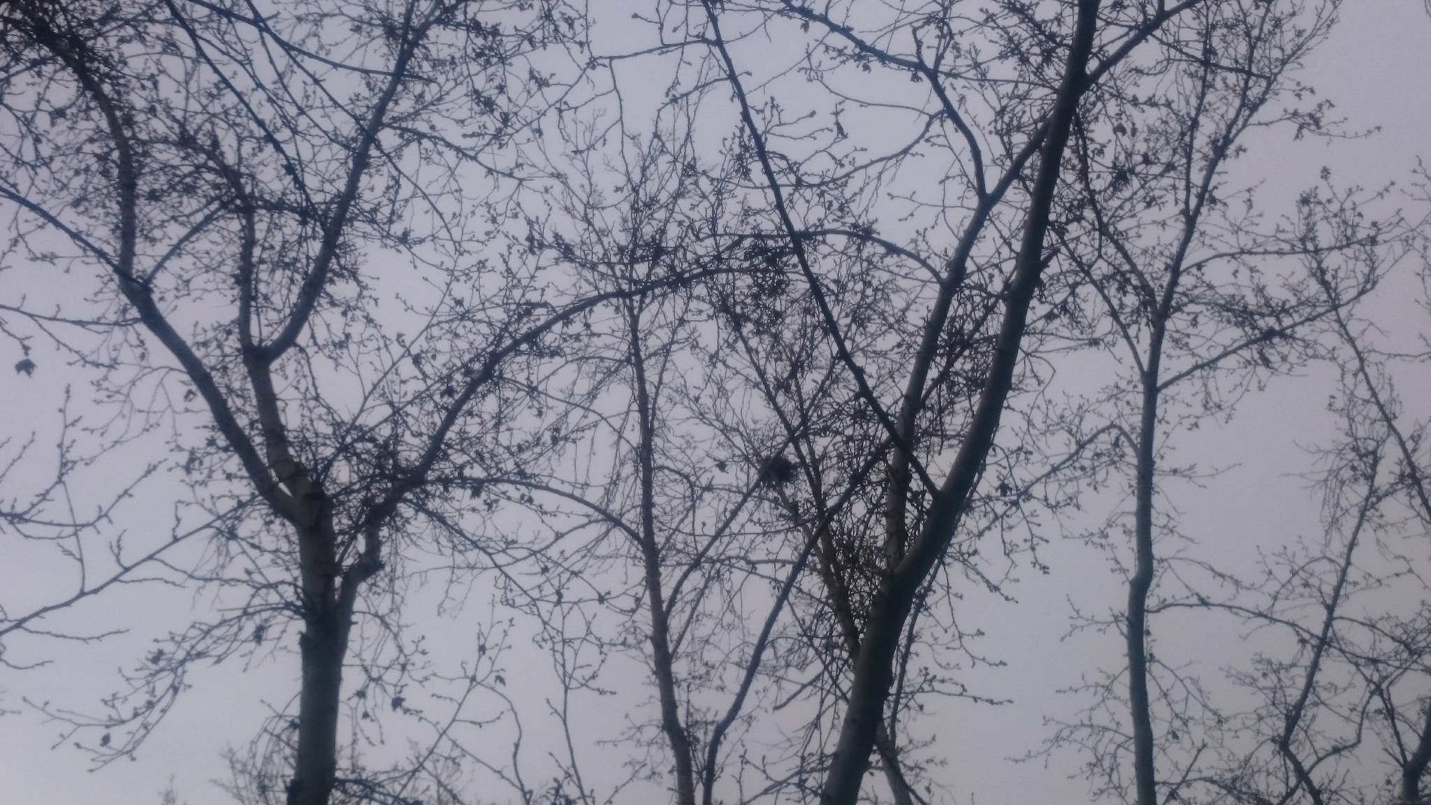 Sony Xperia Z1 Compact sample photo