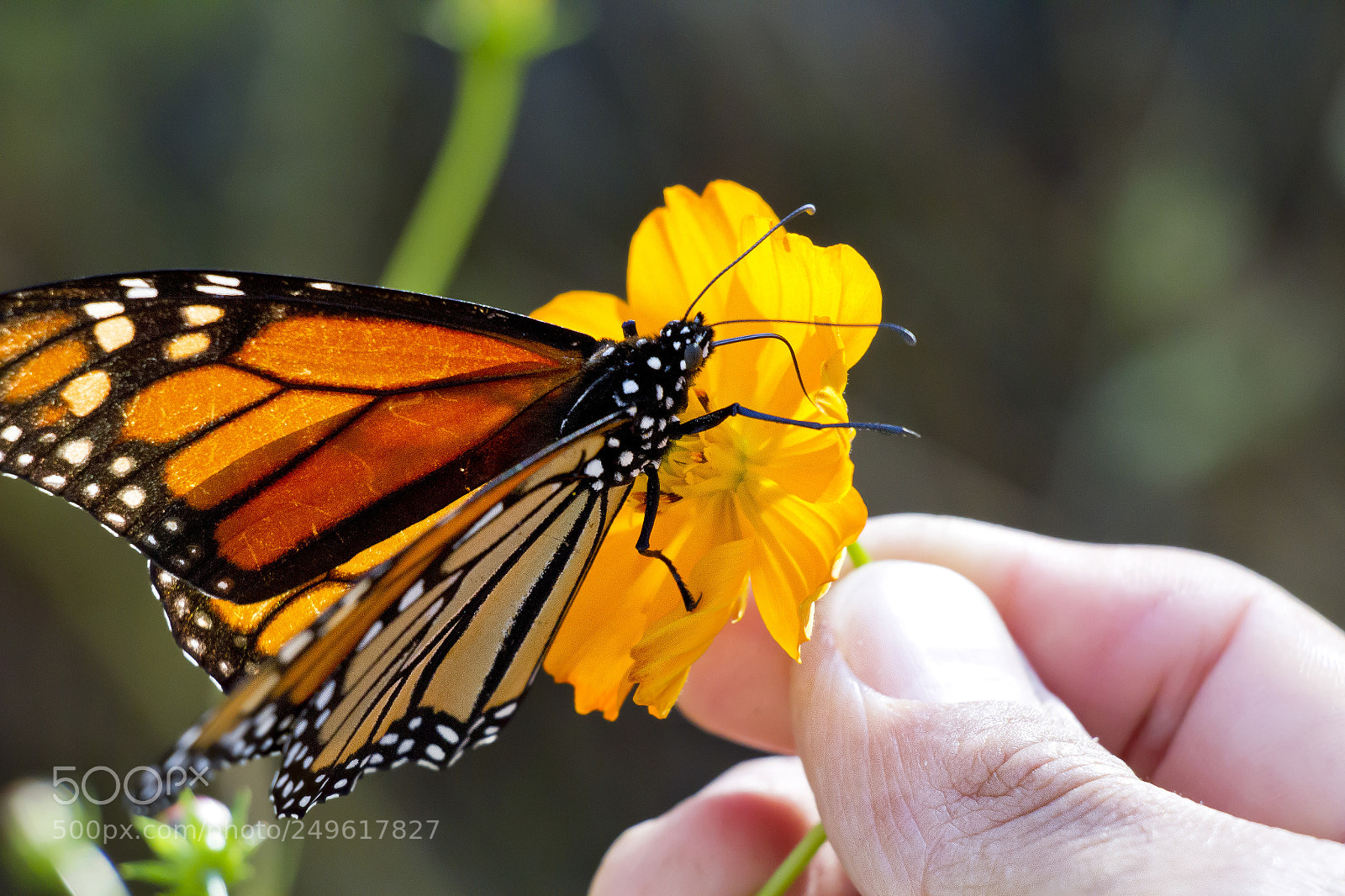 Canon EOS 7D sample photo. ... photography