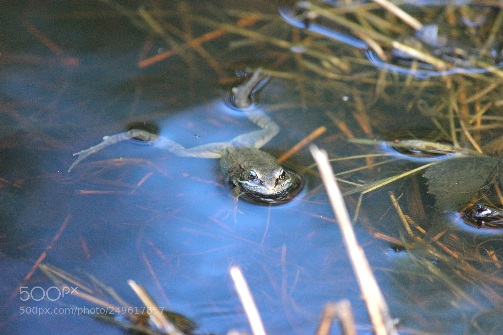 Canon EOS 600D (Rebel EOS T3i / EOS Kiss X5) sample photo. Img photography