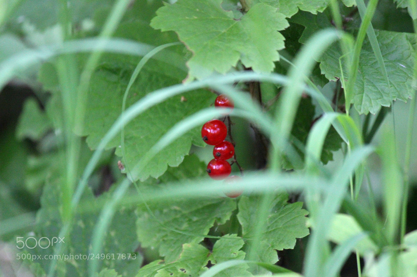Canon EOS 600D (Rebel EOS T3i / EOS Kiss X5) sample photo. Img photography
