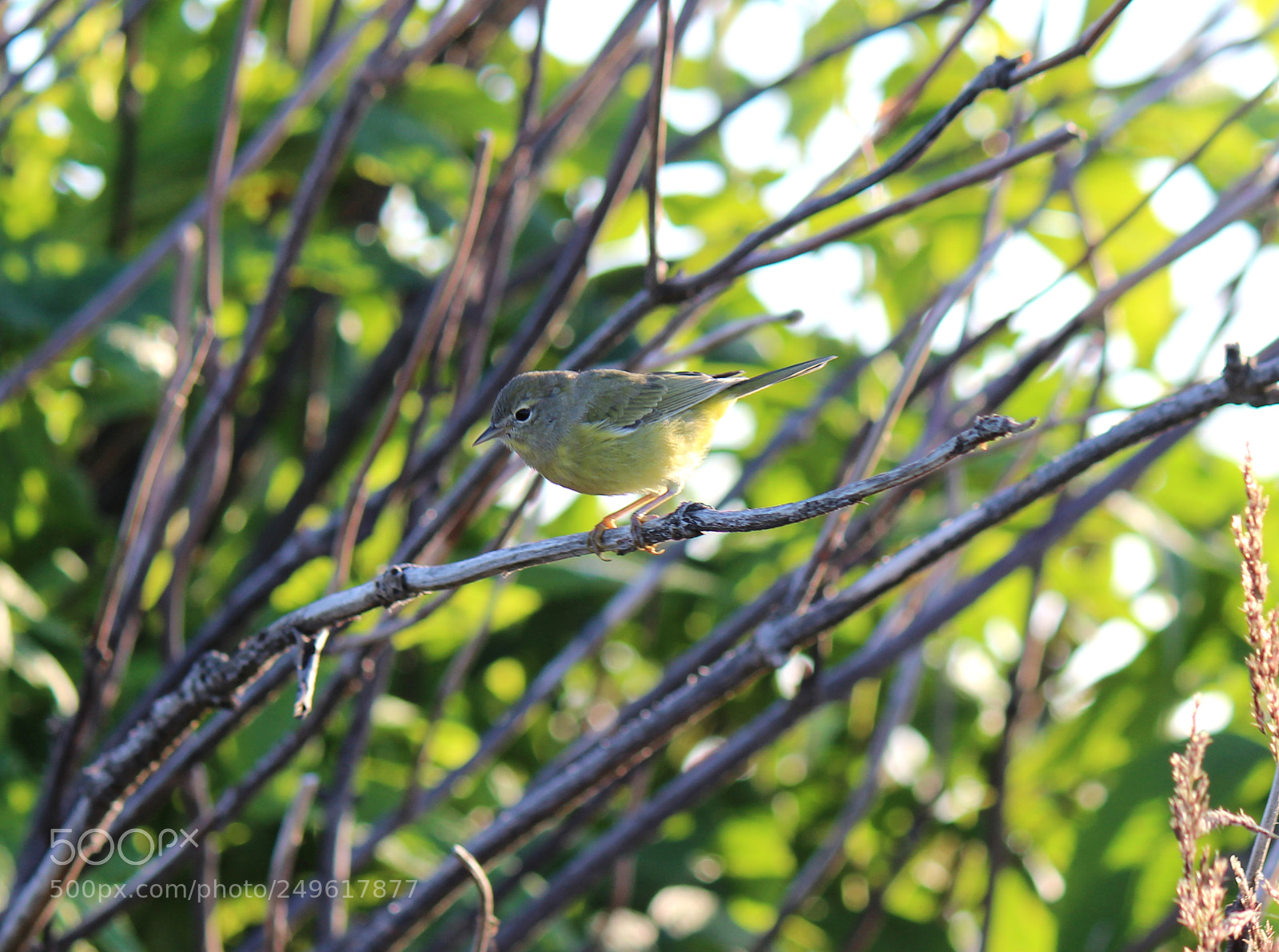 Canon EOS 600D (Rebel EOS T3i / EOS Kiss X5) sample photo. Img photography