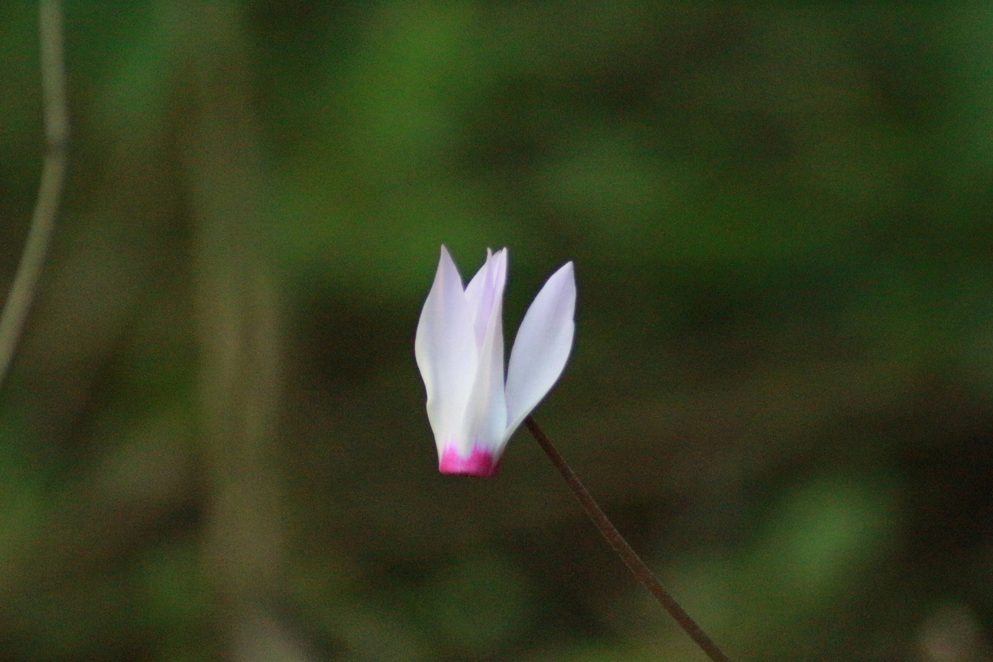 Canon EOS 700D (EOS Rebel T5i / EOS Kiss X7i) sample photo. Cyclamen photography