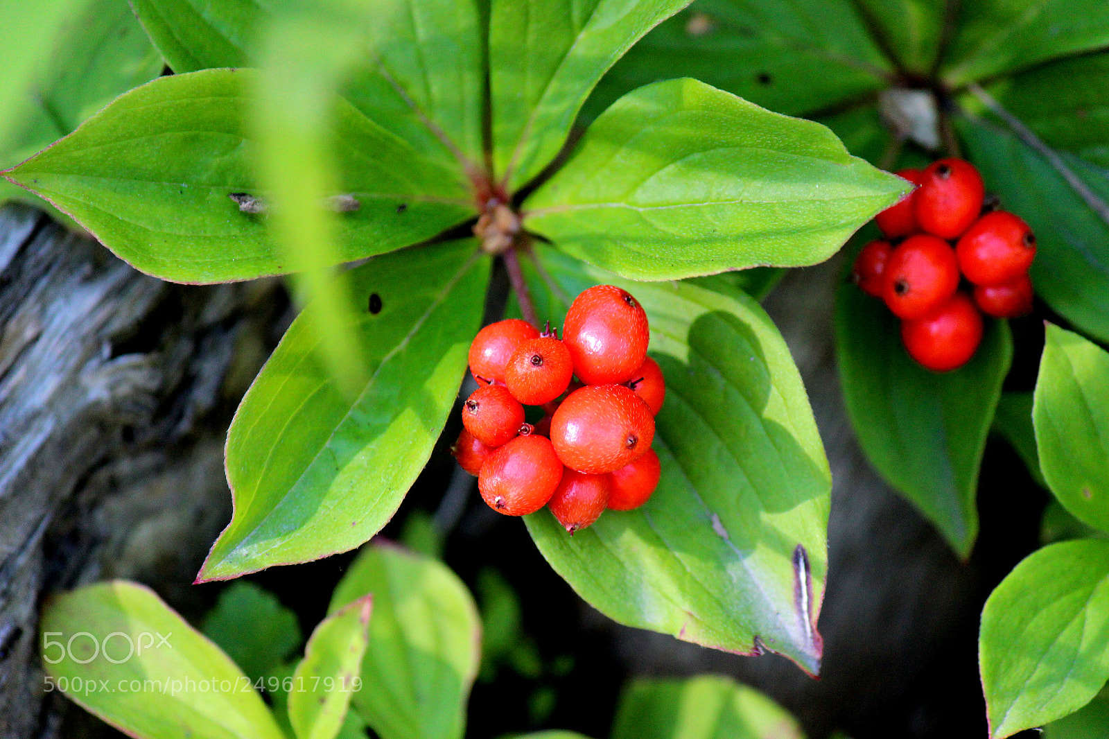 Canon EOS 600D (Rebel EOS T3i / EOS Kiss X5) sample photo. Img photography